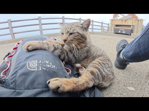 海辺の神社で暮らすキジトラ猫がリュックをクッションにしてくつろぐ(YouTube)