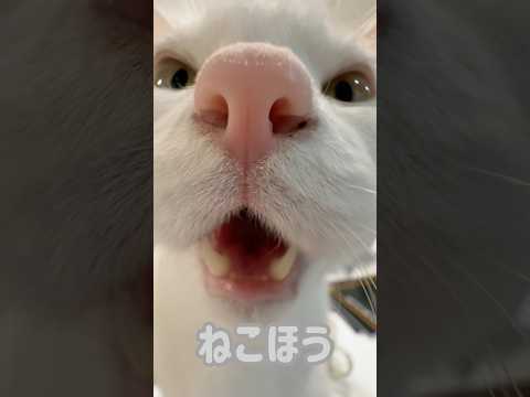 みんな大好きチロさんのドアップ！ #shorts(YouTube)