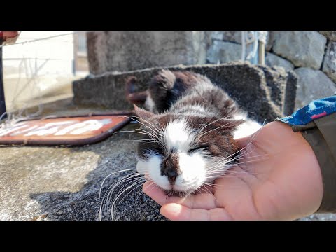 港近くにいたハチワレ猫ちゃんは喉を撫でられるのが好き(YouTube)
