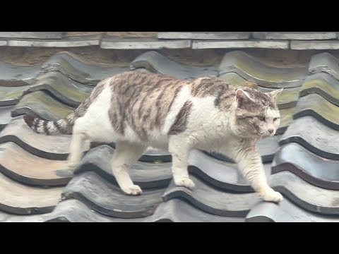久ふりに姿を見せた猫が大怪我をしていた(YouTube)