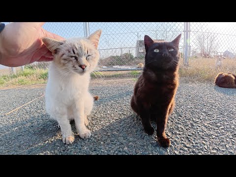 猫をモフると「ゆっくり休ませて」とフェンスの向こう側へ帰っていった(YouTube)