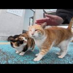 施錠後の待合室を取り囲んで警備のお仕事をする猫ちゃん達(YouTube)
