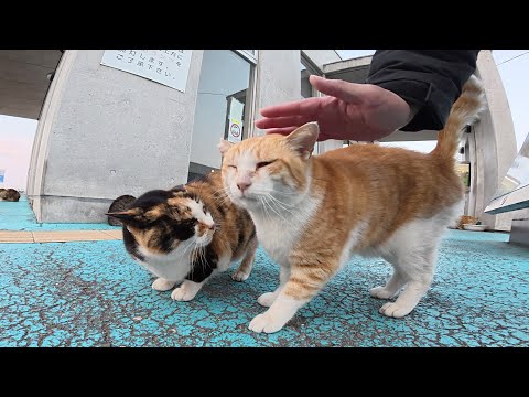 施錠後の待合室を取り囲んで警備のお仕事をする猫ちゃん達(YouTube)