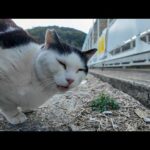 白黒猫ちゃん、腰トントンされて思わず声を出してしまったら周りの猫の反感を買う(YouTube)