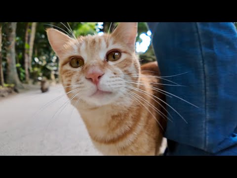 並木道を歩いていたら猫がこっちに駆け寄ってきた(YouTube)