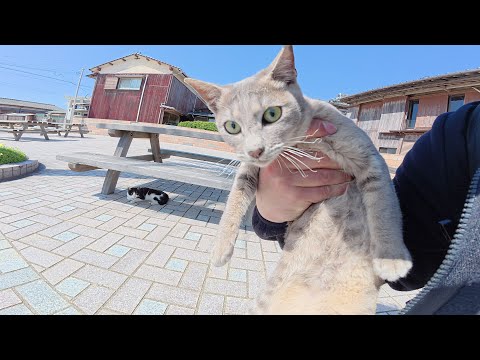 猫だらけのテーブルに行ったら、小さい灰色猫ちゃんが歓迎してくれた(YouTube)