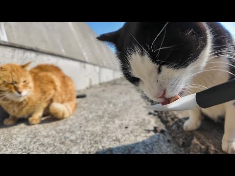 猫島の通りでケンカする猫にちゅーるを与えてきた(YouTube)