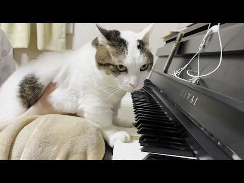 みんなの膝の上でたまにブヒブヒいう猫(YouTube)