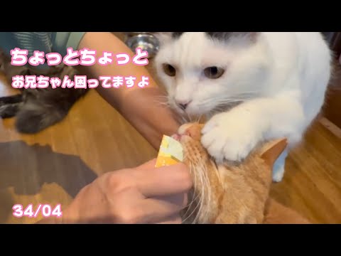 ちょっとあんまりですよ お兄ちゃん困ってるよ～  FIP投薬34 セナ＆ネオ  04 コジロー    2025 03 01 2(YouTube)