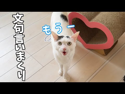 パパに甘えるマロを撮ろうと思ったのに…(YouTube)