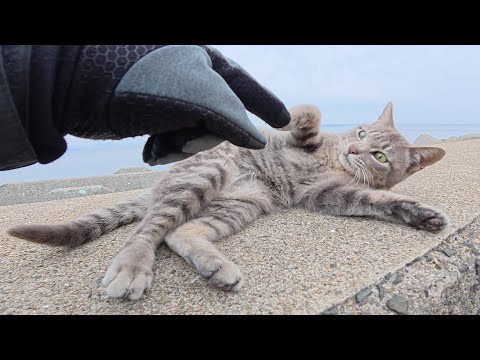 凶暴な灰色猫ちゃんと親睦を深めようとした結果…(YouTube)