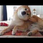 柴犬、耳の異変で病院へ。(YouTube)