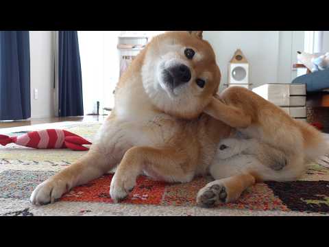 柴犬、耳の異変で病院へ。(YouTube)