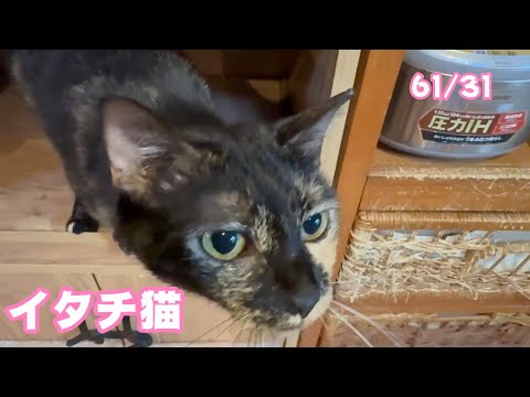 イタチなのかちら あたち  小梅  2025 03 28 2(YouTube)