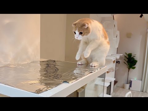 何度注意しても猫がレンジフードに乗るのでアルミホイルを敷いてみたら反応が100点すぎましたwww(YouTube)