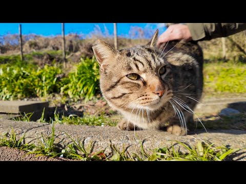 公園の猫ちゃん、近くに行くと足下にすり寄ってきてカワイイ(YouTube)
