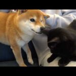 黒猫にモテすぎる柴犬の親分がこちら。(YouTube)
