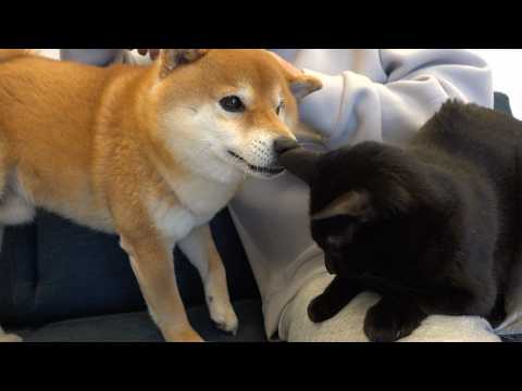 黒猫にモテすぎる柴犬の親分がこちら。(YouTube)