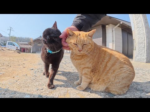 島の神社で黒猫と茶トラ猫の仲良しコンビがタブルでモフられにきた(YouTube)