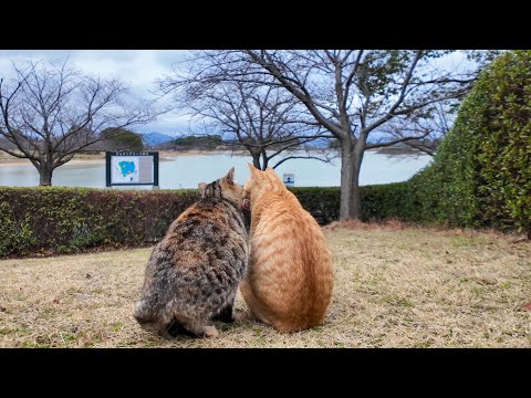 公園の仲良し猫二人組(YouTube)