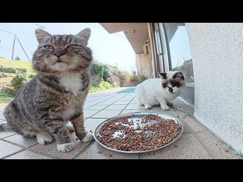 食いしん坊の猫達が大皿に盛られたカリカリを喧嘩しながら食べる(YouTube)