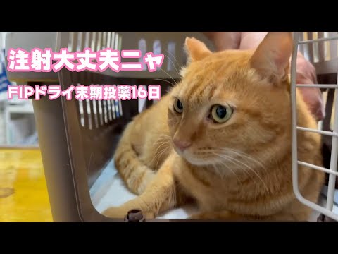 注射も大丈夫ニャン  FIP末期投薬16日   2025 03 13 2(YouTube)