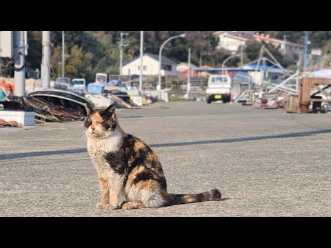 感動猫動画 のライブ配信(YouTube)