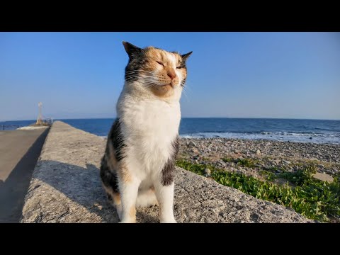 防波堤に座るといつも寄ってくる三毛猫ちゃん(YouTube)