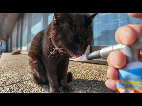 神社で寝ていた猫3人組にちゅーるを与えてきた(YouTube)
