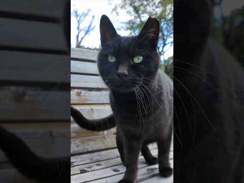 #ImpressedCatVideo #catisland #猫島(YouTube)