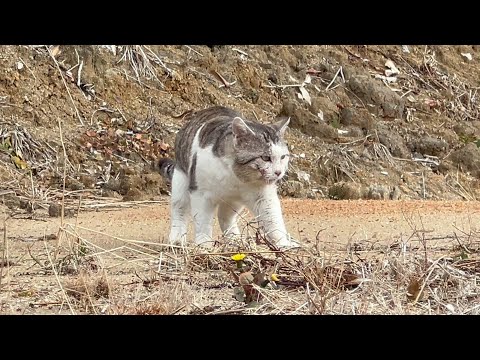 傷ついた猫が仲間に入れて欲しそうでした(YouTube)