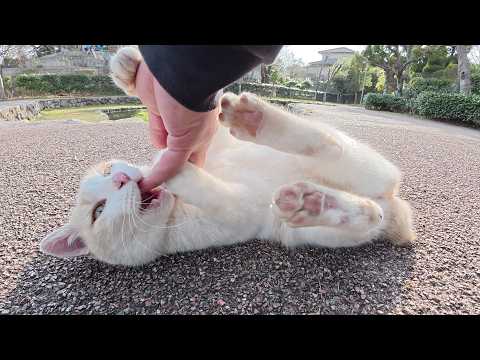 ミルクティー猫をモフっていたら必殺技カミカミキックが発動した(YouTube)