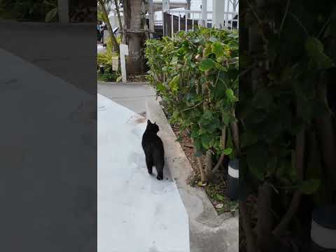 黒猫ちゃんのパトロールについていってみた(YouTube)