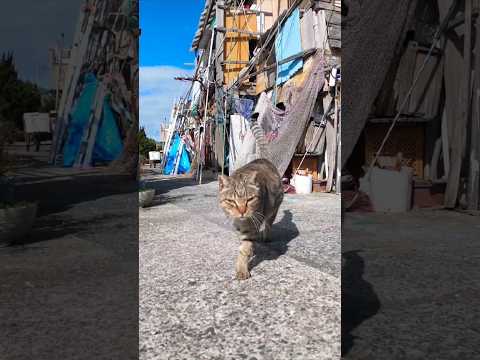 背中を撫でられると受け身の体勢を取る猫(YouTube)