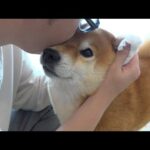 え！これが原因！？柴犬の臭い対策したら可愛い姿が止まらない。(YouTube)