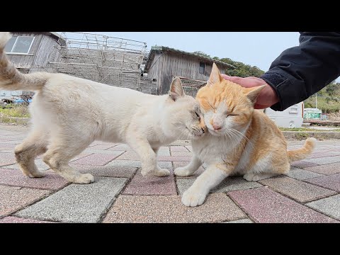 シャム猫と茶シロ猫が可愛いポーズを見せて競うように甘えてきた(YouTube)