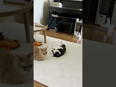 距離の詰め方、クセ強すぎ(YouTube)