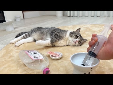 脱水症状を起こした猫になんとか水を飲ませようとしたらこうなっちゃいました…(YouTube)