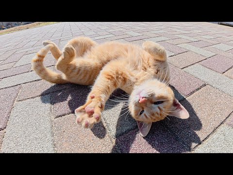 無邪気に遊んでいた茶トラ猫、サイレンが鳴ると黙とうに参加する(YouTube)