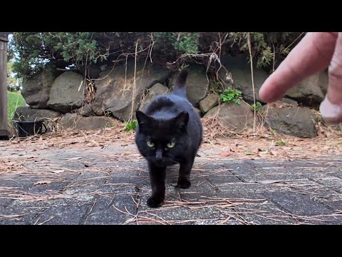 寄ってきたかと思ったらやっぱり逃げる公園の猫たち(YouTube)