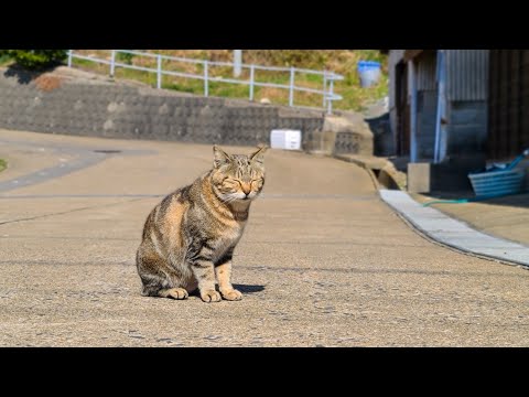 感動猫動画 のライブ配信(YouTube)