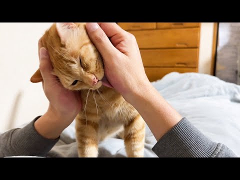 就寝前はニャンズに甘えないと寝れない飼い主(笑)(YouTube)