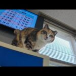 いつもロッカーの上で寝ている三毛猫ちゃん、降りてモフられにきた(YouTube)