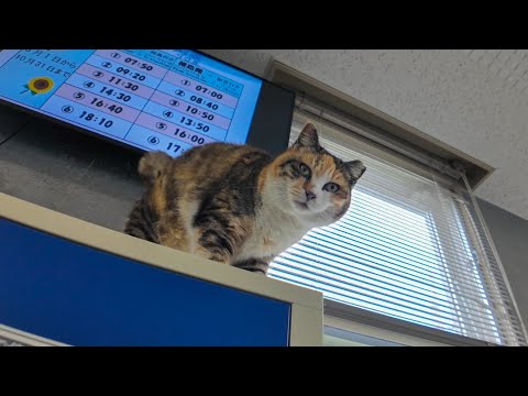 いつもロッカーの上で寝ている三毛猫ちゃん、降りてモフられにきた(YouTube)