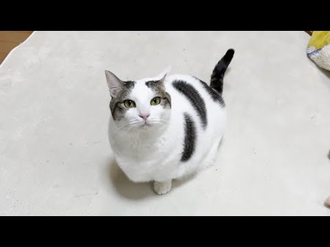 おやつだと気付いた時には手遅れだった猫(YouTube)