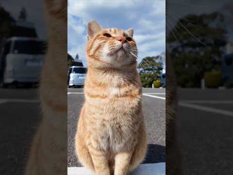  #ImpressedCatVideo #catisland #猫島(YouTube)