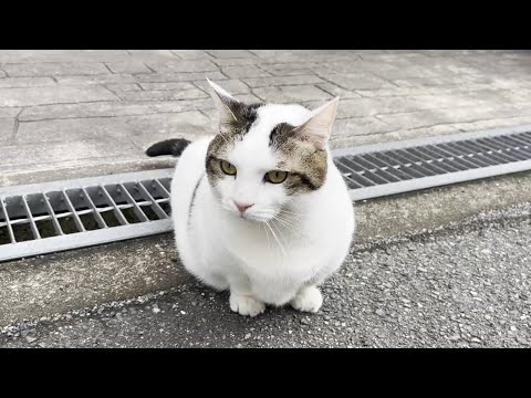 雨の日続きで溜っていたウップンを一気に発散する猫(YouTube)