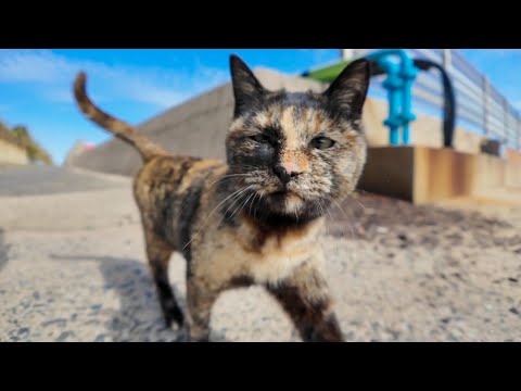 フェリー乗り場近くのサビ猫ちゃん、めちゃめちゃ甘えてくる(YouTube)