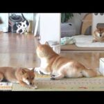 柴犬と慣れない猫との生活にスパイス！？この後まさかの展開に‥【長期お留守番最終日】(YouTube)