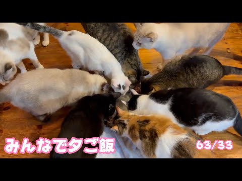 みんなで仲良く夕ご飯 平和な日曜日 2025 03 30 2(YouTube)